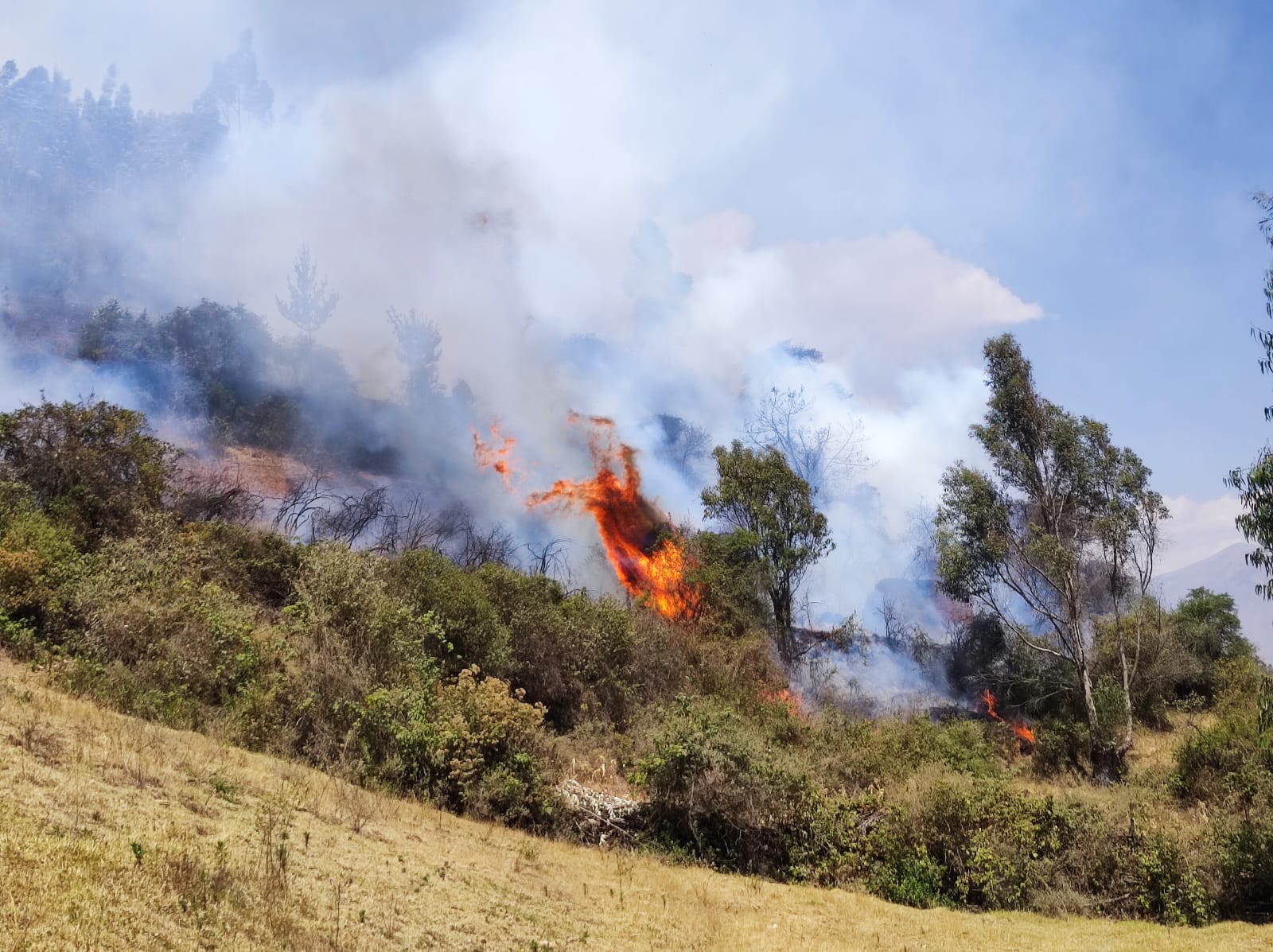 Pasco: incendio forestal reactivado alarma Chontabamba