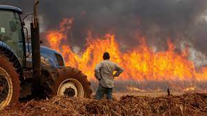 Ola de incendios forestales arrasa Suramérica: Brasil, Bolivia, Perú y Colombia en estado de emergencia