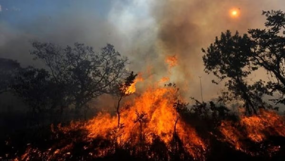 Primer Ministro minimiza incendios forestales