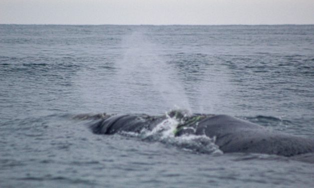 Instan a establecer áreas marítimas para conservar rutas migratorias de ballenas