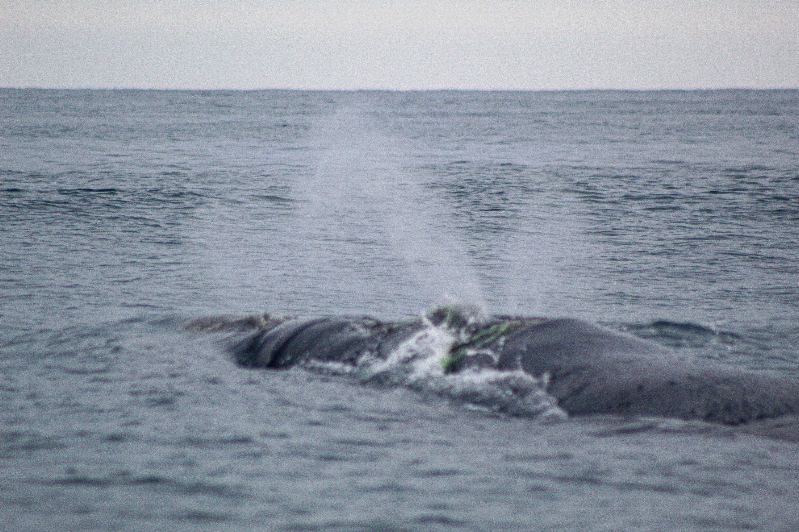 Instan a establecer áreas marítimas para conservar rutas migratorias de ballenas