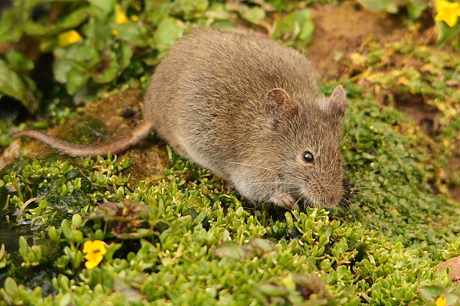 Tacna: descubren nueva especie de mamífero