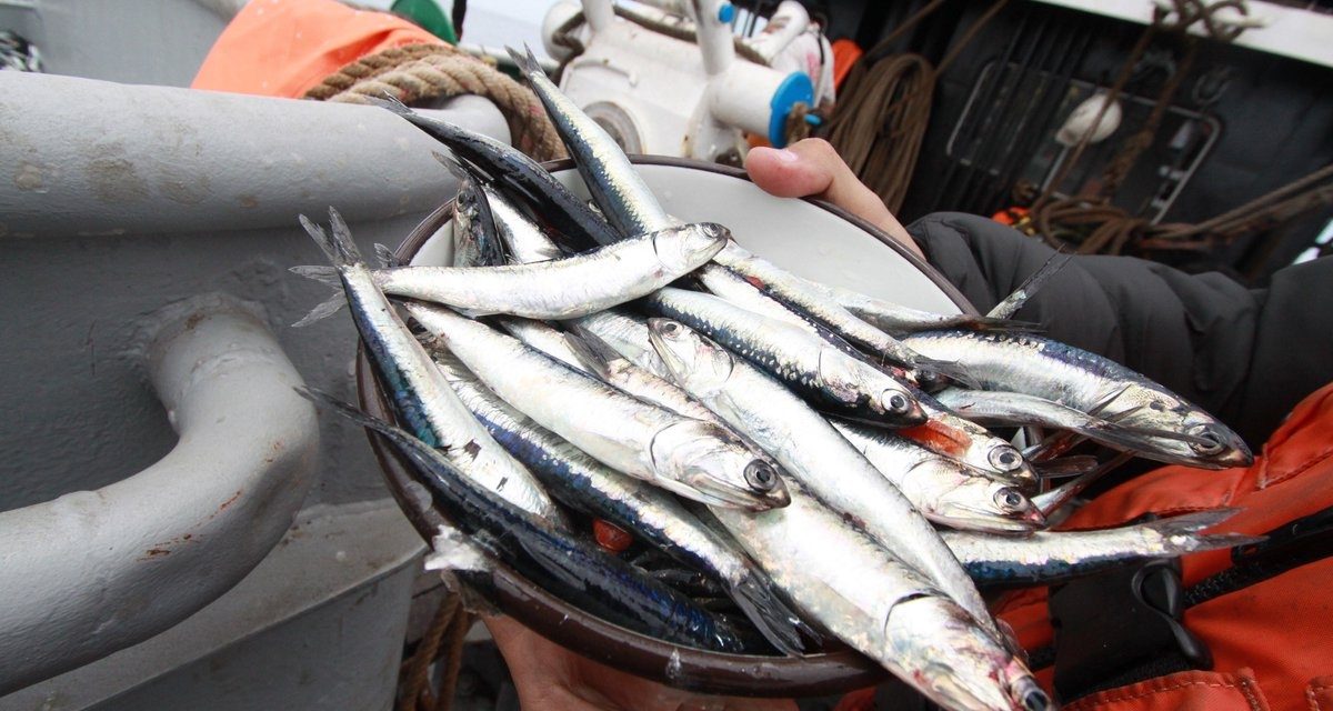 Anchoveta: US$1,349 millones en exportaciones esta temporada