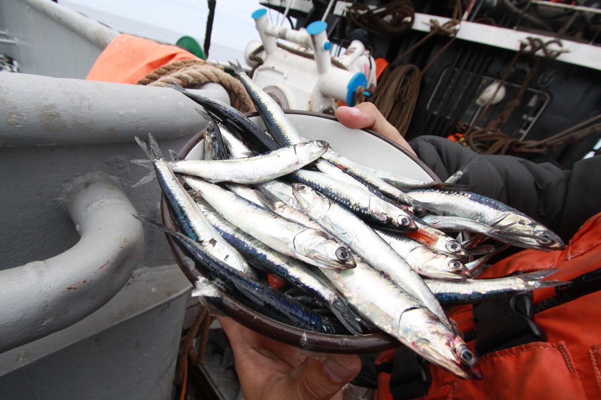 Anchoveta: US$1,349 millones en exportaciones esta temporada