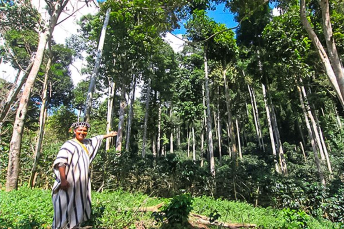 Aprobarían US$ 100 millones para conservar los bosques