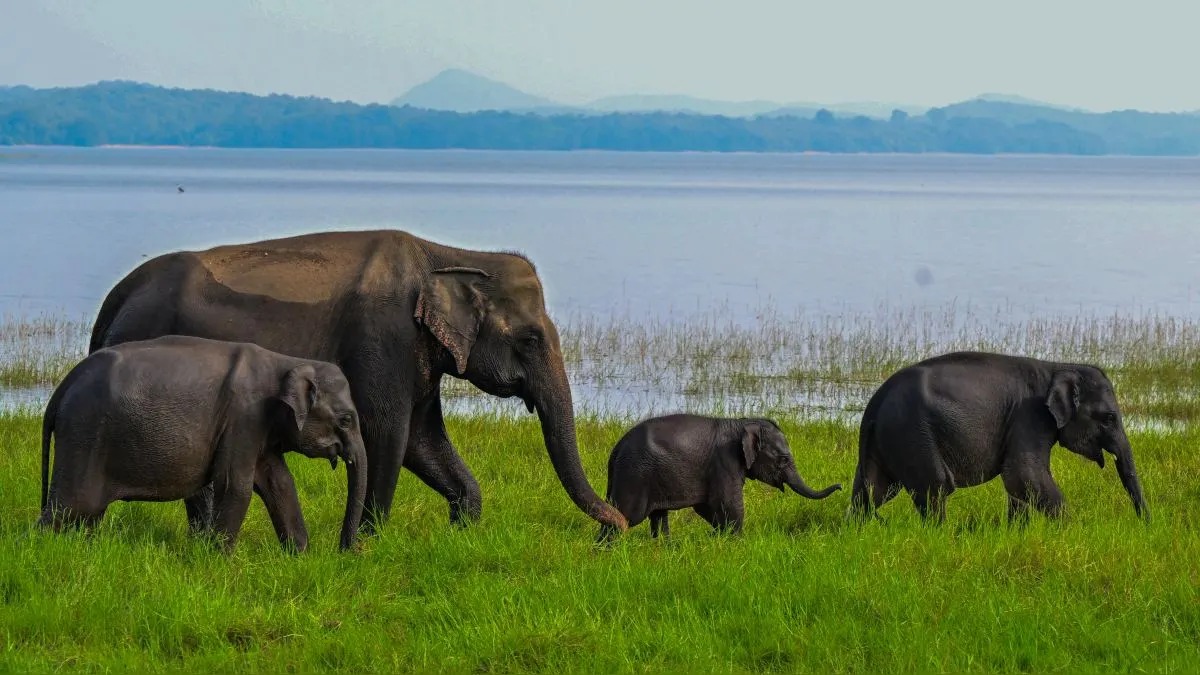 India: Mueren diez elefentes por envenenamiento