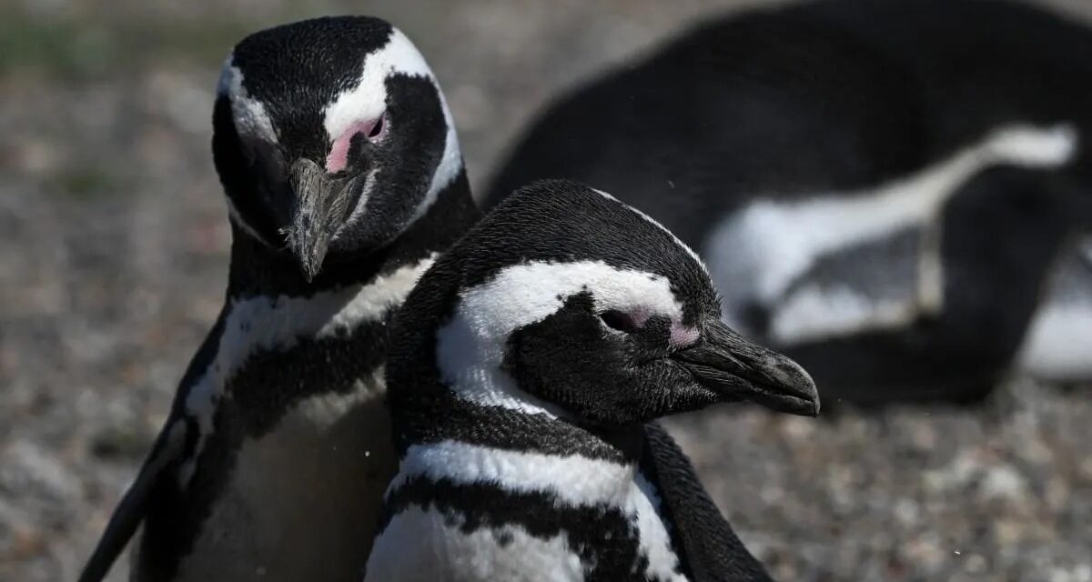 Argentina: Condenan a ganadero por matanza de pinguinos