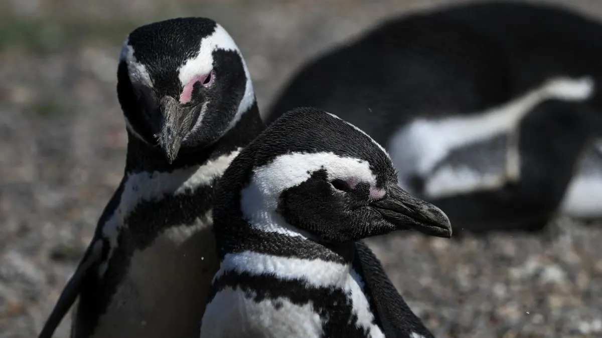 Argentina: Condenan a ganadero por matanza de pinguinos