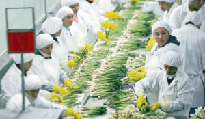 Congreso reabre debate sobre ley agraria con exoneraciones tributarias a agroexportadoras