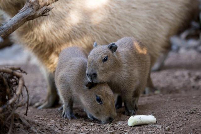 Capibaras: el fenómeno viral del internet