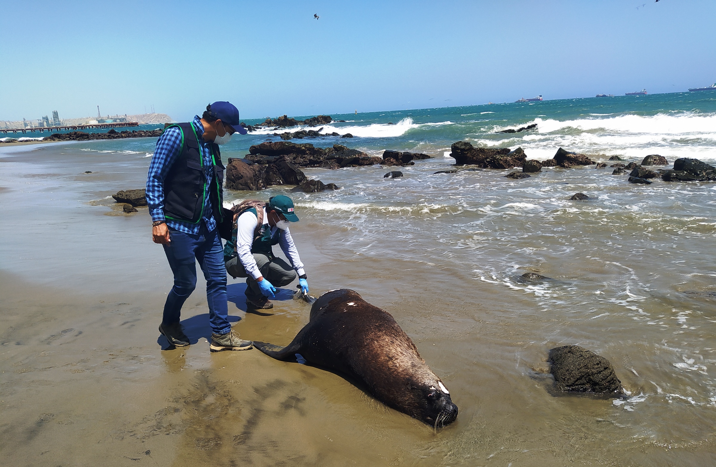 Piura: derrame de petróleo afecta playas en Talara