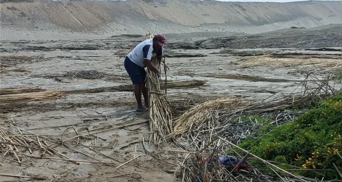 Trujillo: Inundación con aguas servidas destruye pozas de totora, patrimonio cultural en riesgo