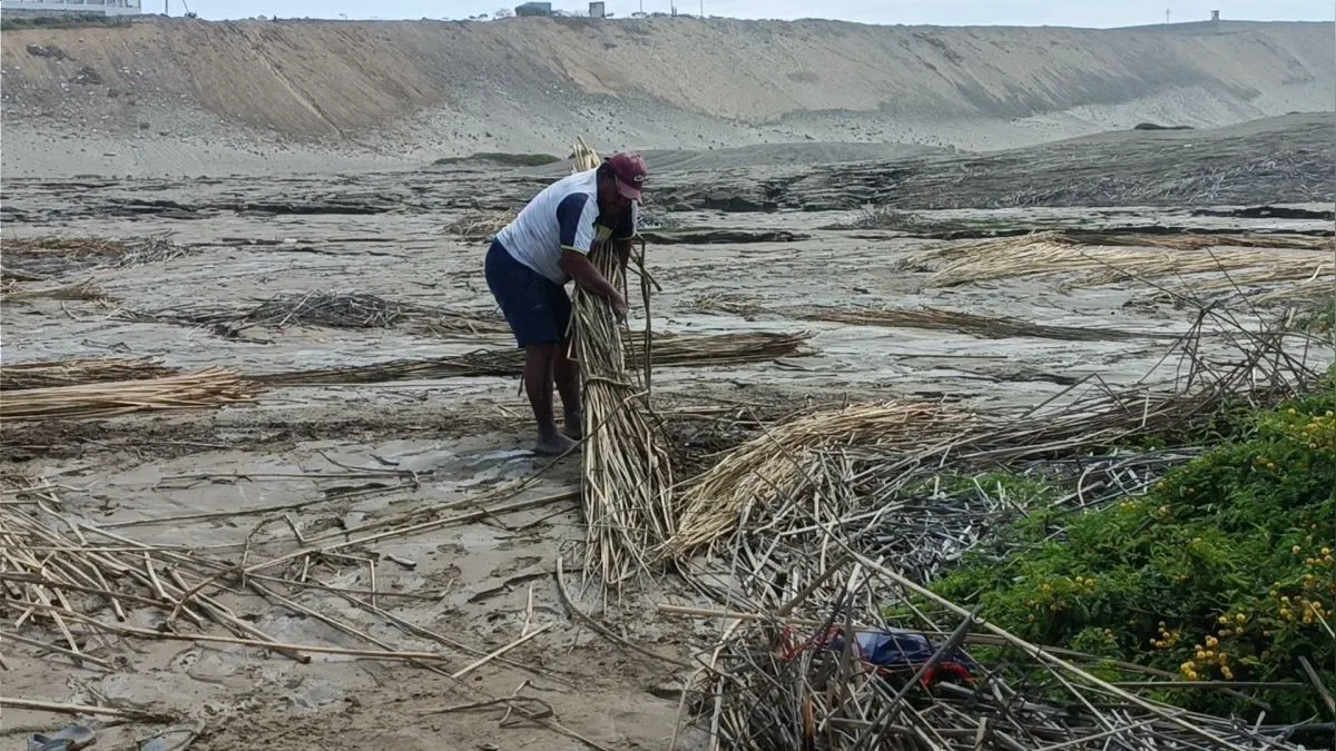 Trujillo: Inundación con aguas servidas destruye pozas de totora