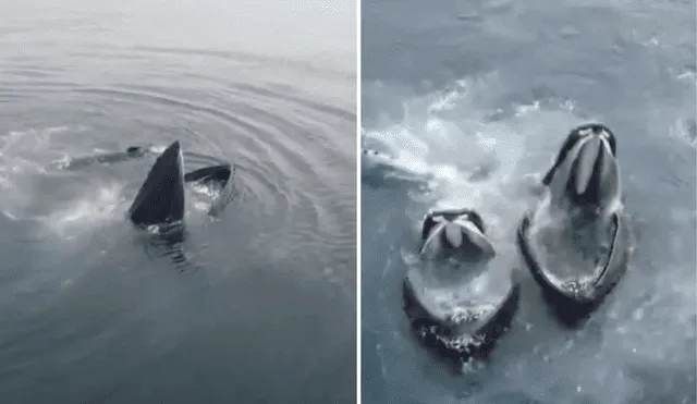 Tacna: ballenas jorobadas y delfines deslumbran a turistas