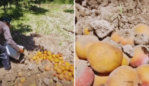 Agricultores sobre bajo precio del mango: “Todos estamos quebrados”