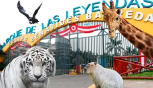 Parque de las Leyendas: ofrecerá entrada gratuita en 2025 para personas con discapacidad