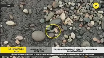 Piedras, palos y cangrejos invaden Costa Verde tras oleajes