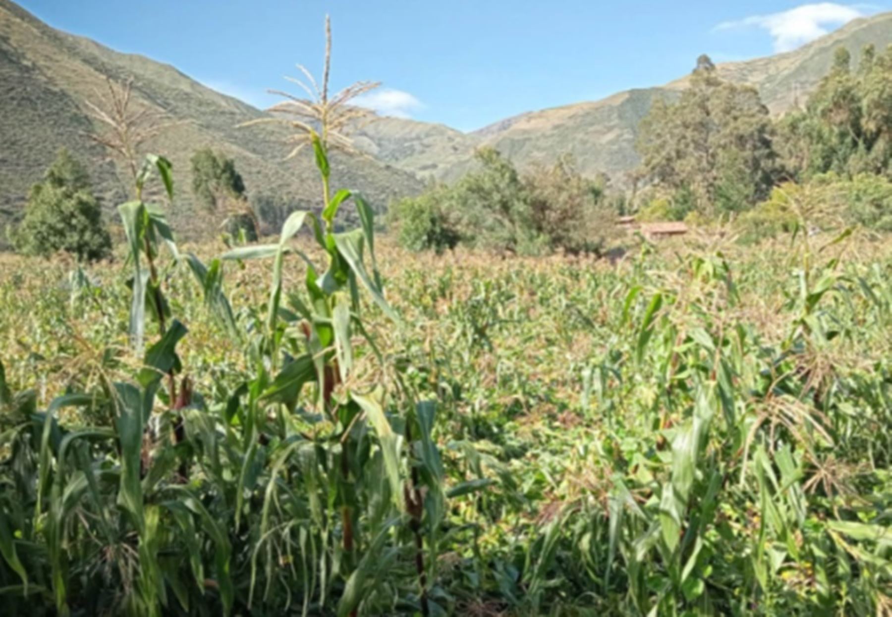 Incremento de lluvias beneficiará cultivos en la sierra sur, pero se mantienen riesgos climáticos