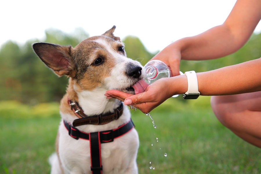 ¿Golpe de calor en los perros?