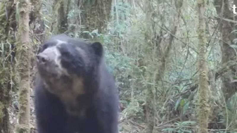 Condenan a dos hombres por cazar un oso de anteojos