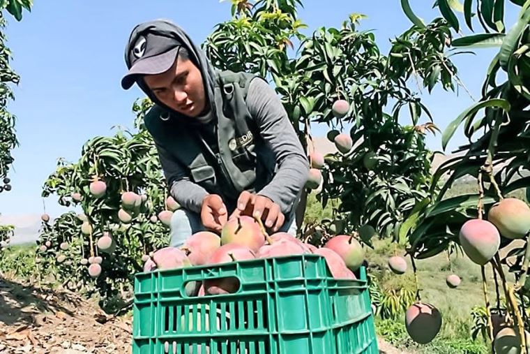 50,000 hectáreas nuevas para impulsar la agroindustria en Áncash