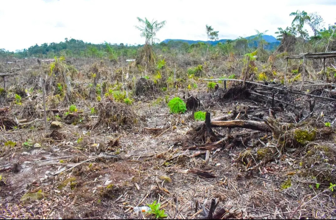 Denuncian tala ilegal en San Martín para construcción de viviendas