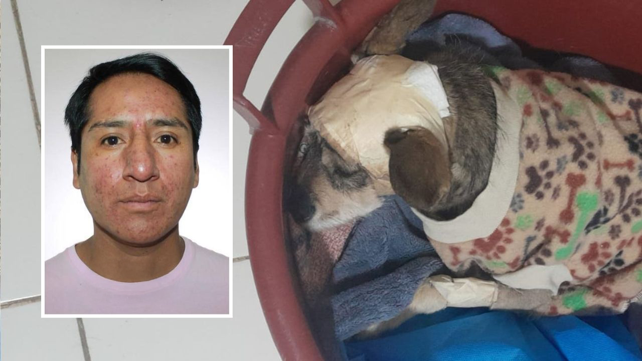 Arequipa: Condenan a trabajador que agredió brutalmente a perrita