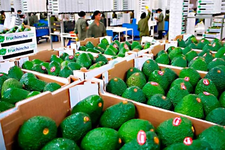 Certificación laboral revolucionará el campo agroexportador peruano