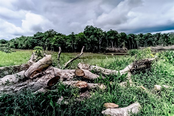 Taladores arrasan bosque en zona protegida de San Martín
