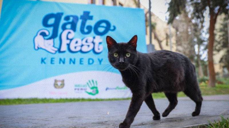 Gato es usado para ingresar drogas a cárcel en Costa Rica