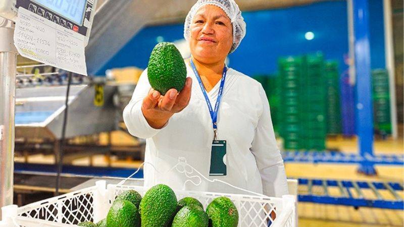 Ayacucho conquista Europa exportando palta Hass