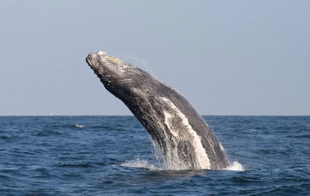 Gremios rechazan tratado por impacto en pesca y soberanía