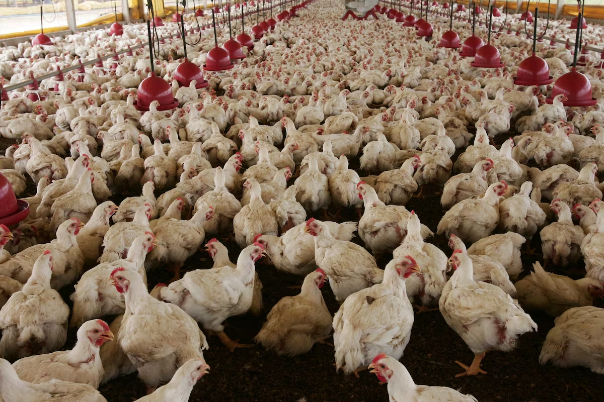 Brasil retoma exportación de pollo al Perú tras superar brote de gripe aviar