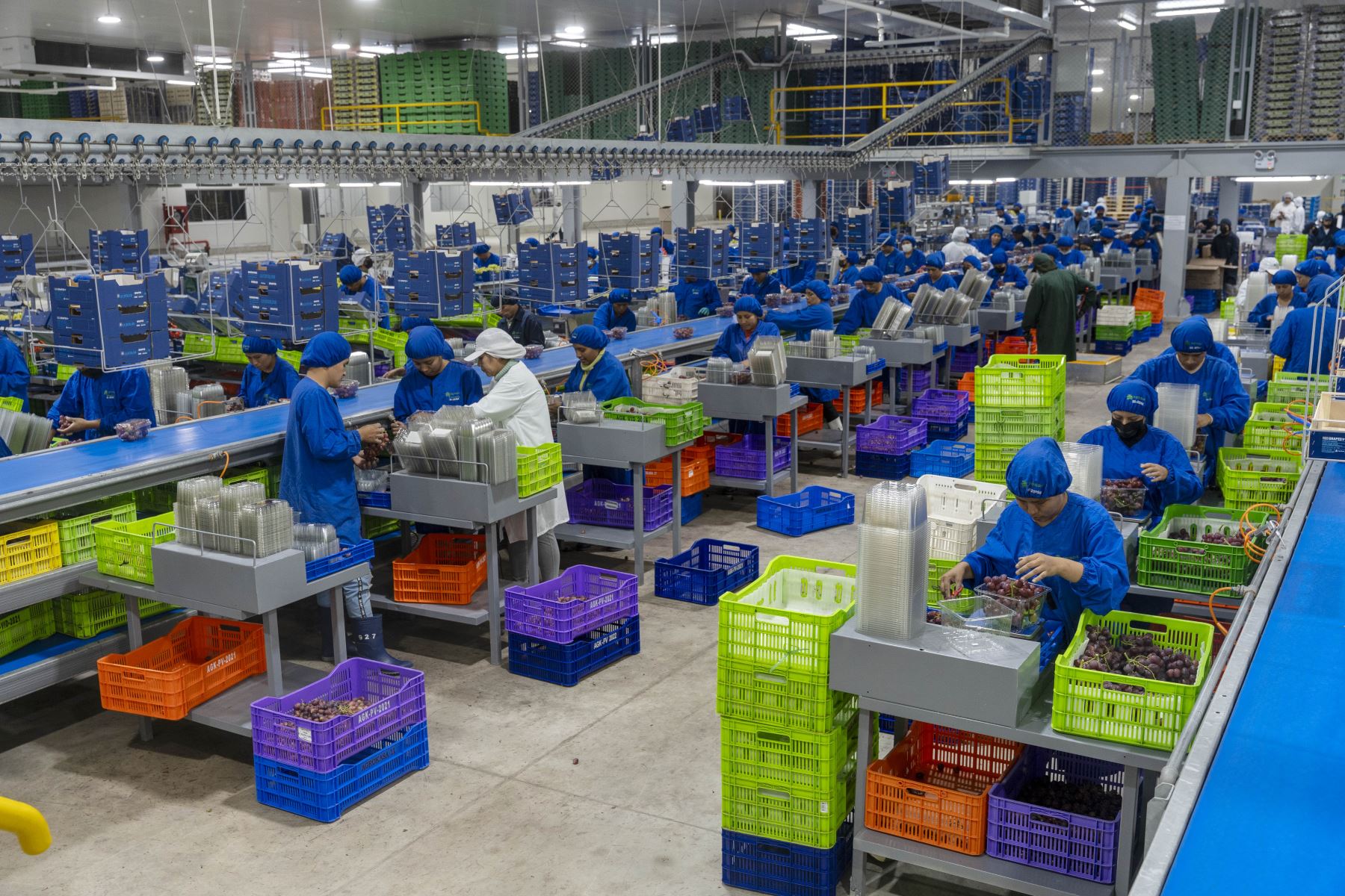 Perú conquista el exigente mercado israelí con su uva de mesa