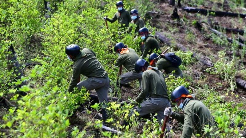 Perú mantiene el segundo lugar en cultivos ilegales de hoja de coca en Sudamérica