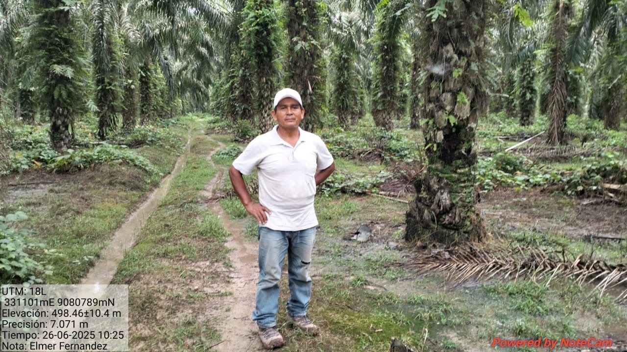 Palmicultores exigen  hablar con presidente  Jerí sobre Ley N°32276