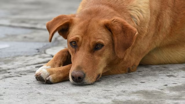 Investigan envenenamiento de mascotas en parques de San Isidro