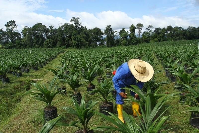 Funcionario del Minem,  Ricardo Villavicencio está en  contra de biocombustibles