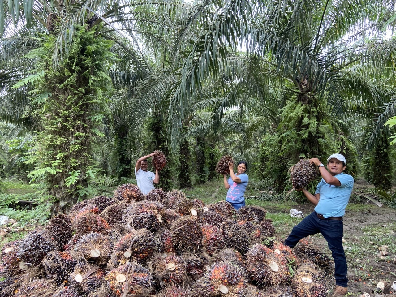 La palma aceitera y los biocombustibles son el futuro del país