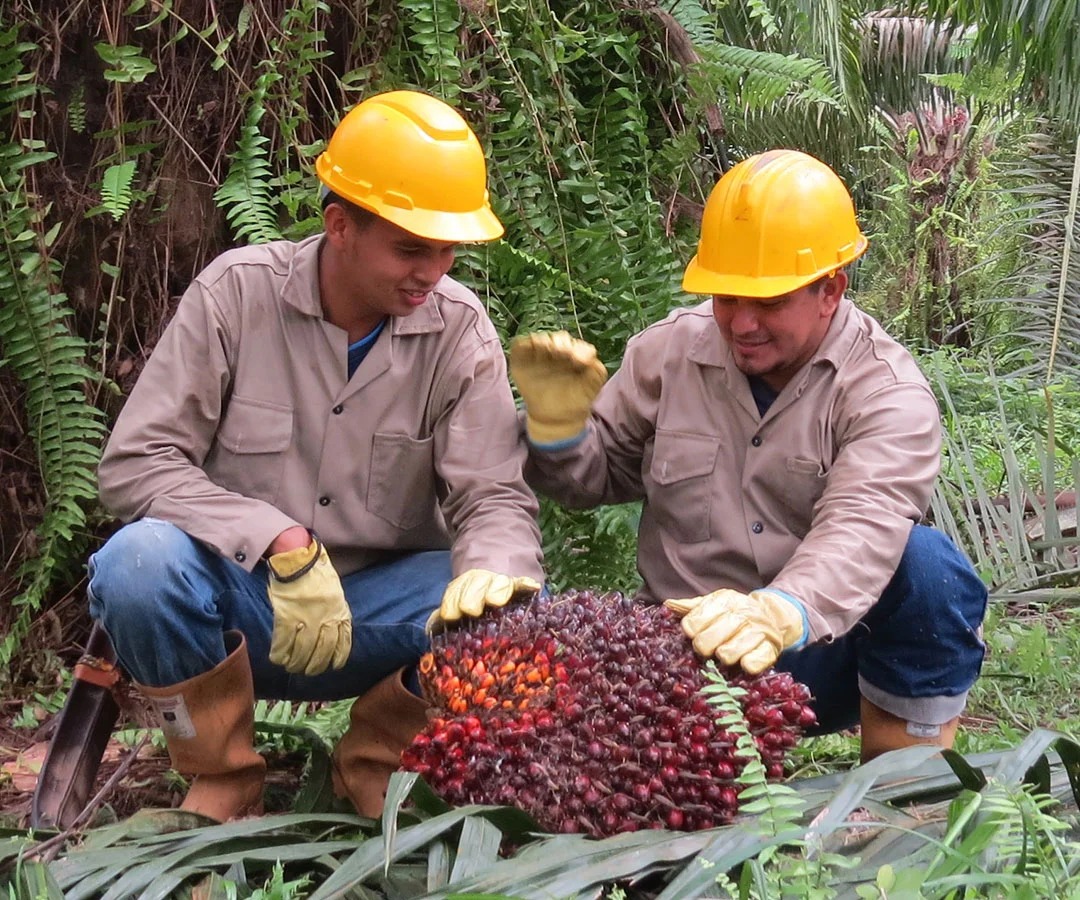 Perú Palmas invita a Ricardo Villavicencio a Foro de palma aceitera