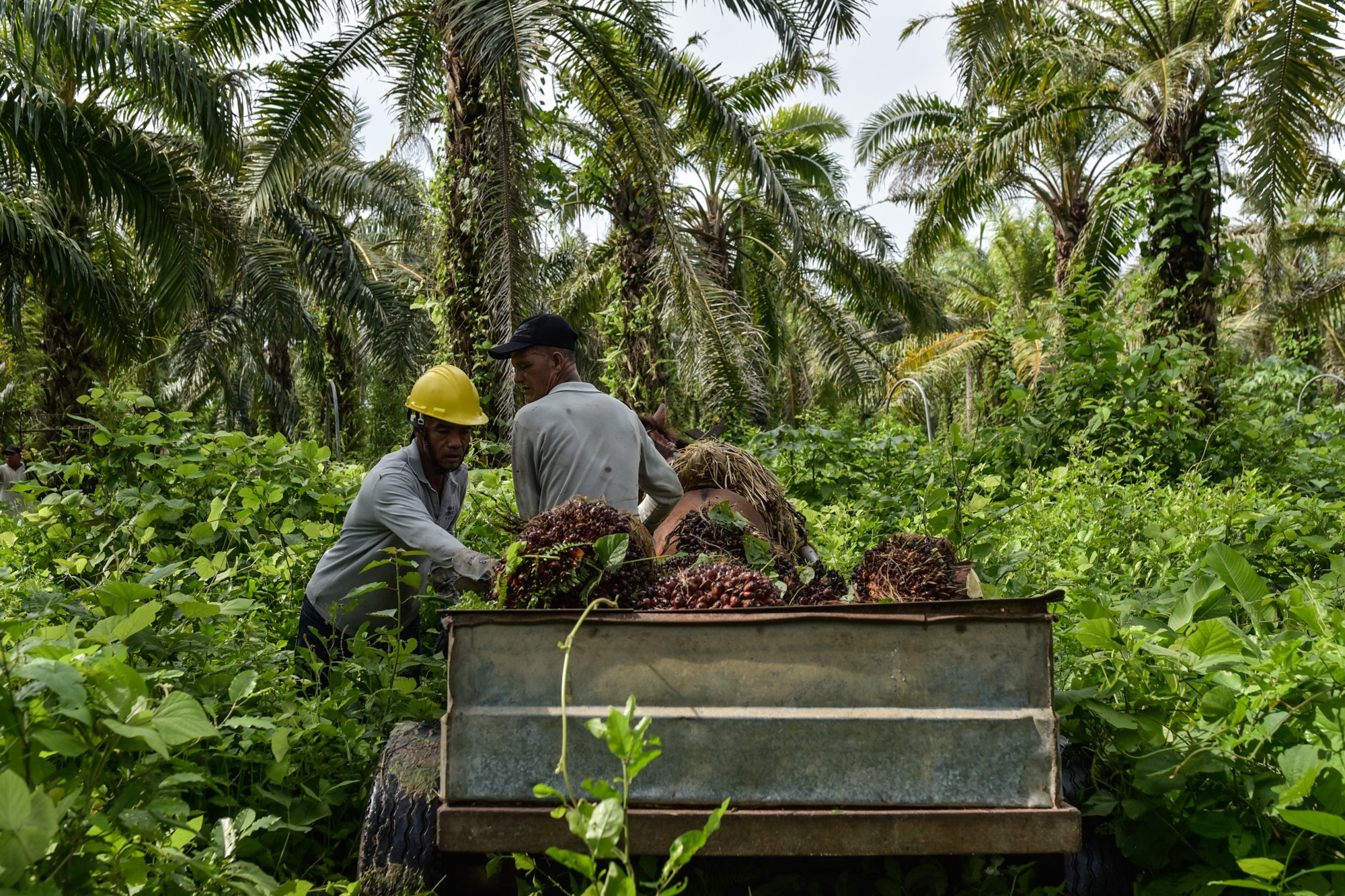 “La palma aceitera llevará al Perú al primer mundo”