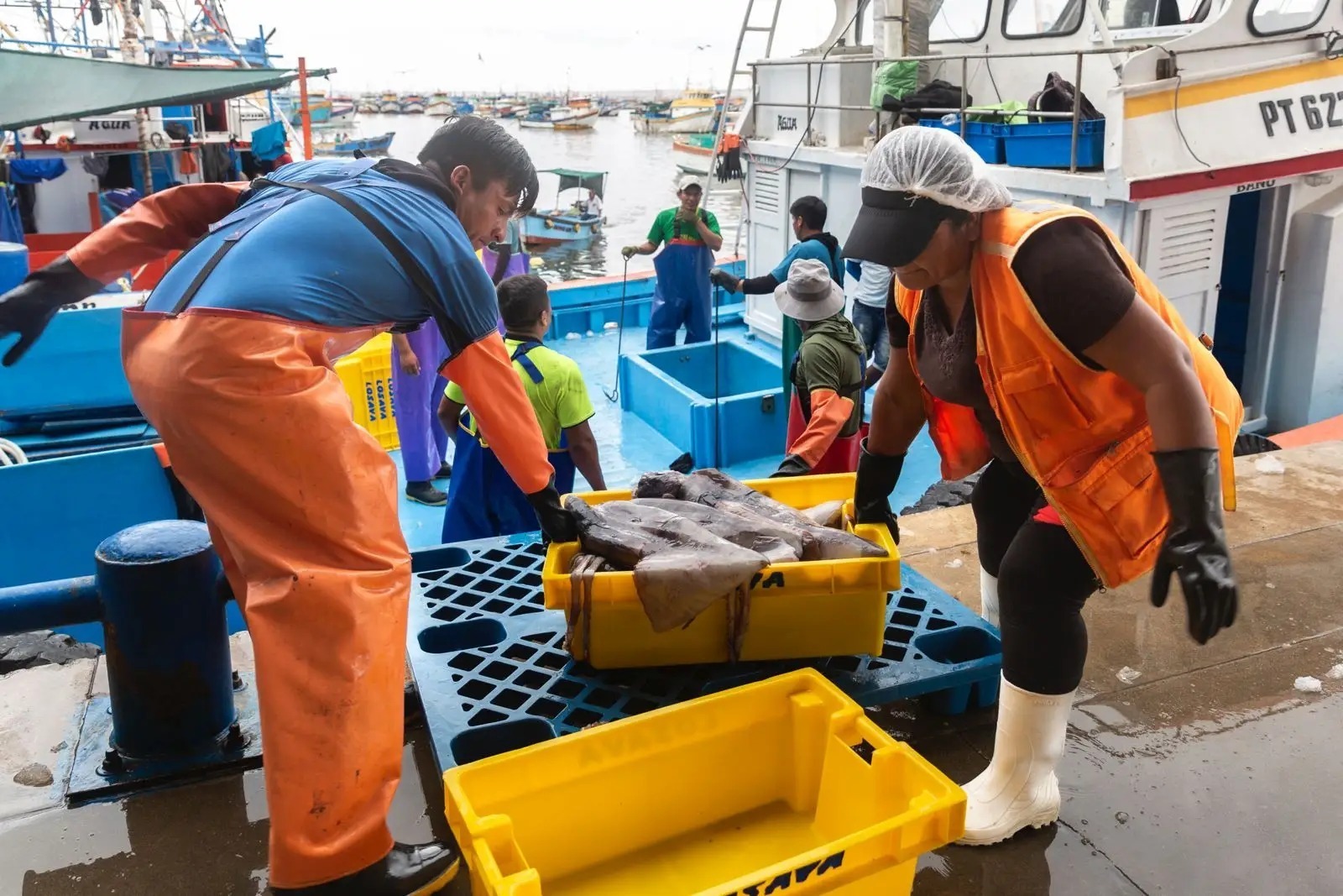 Pesquería de calamar gigante del Perú ingresa al programa MSC