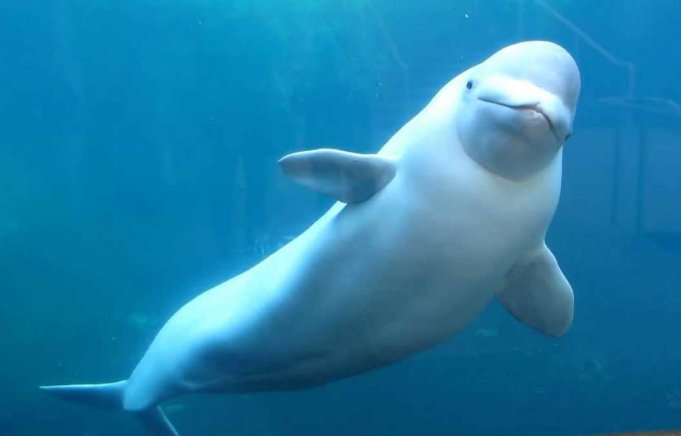 Canadá: 30 belugas podrían ser sacrificadas tras prohibición de uso de mamíferos marinos