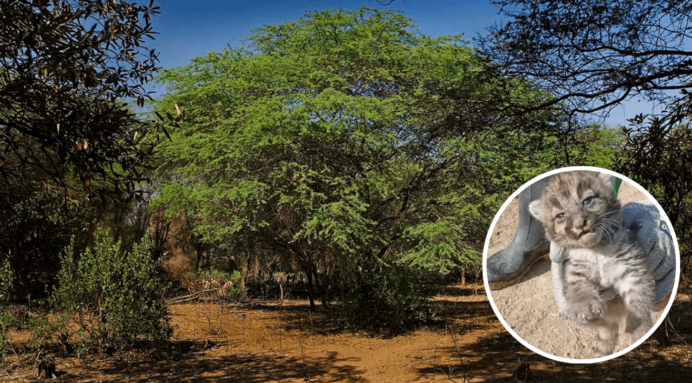 Encuentran cuatro crías de puma en Sullana y alertan al Serfor para su rescate