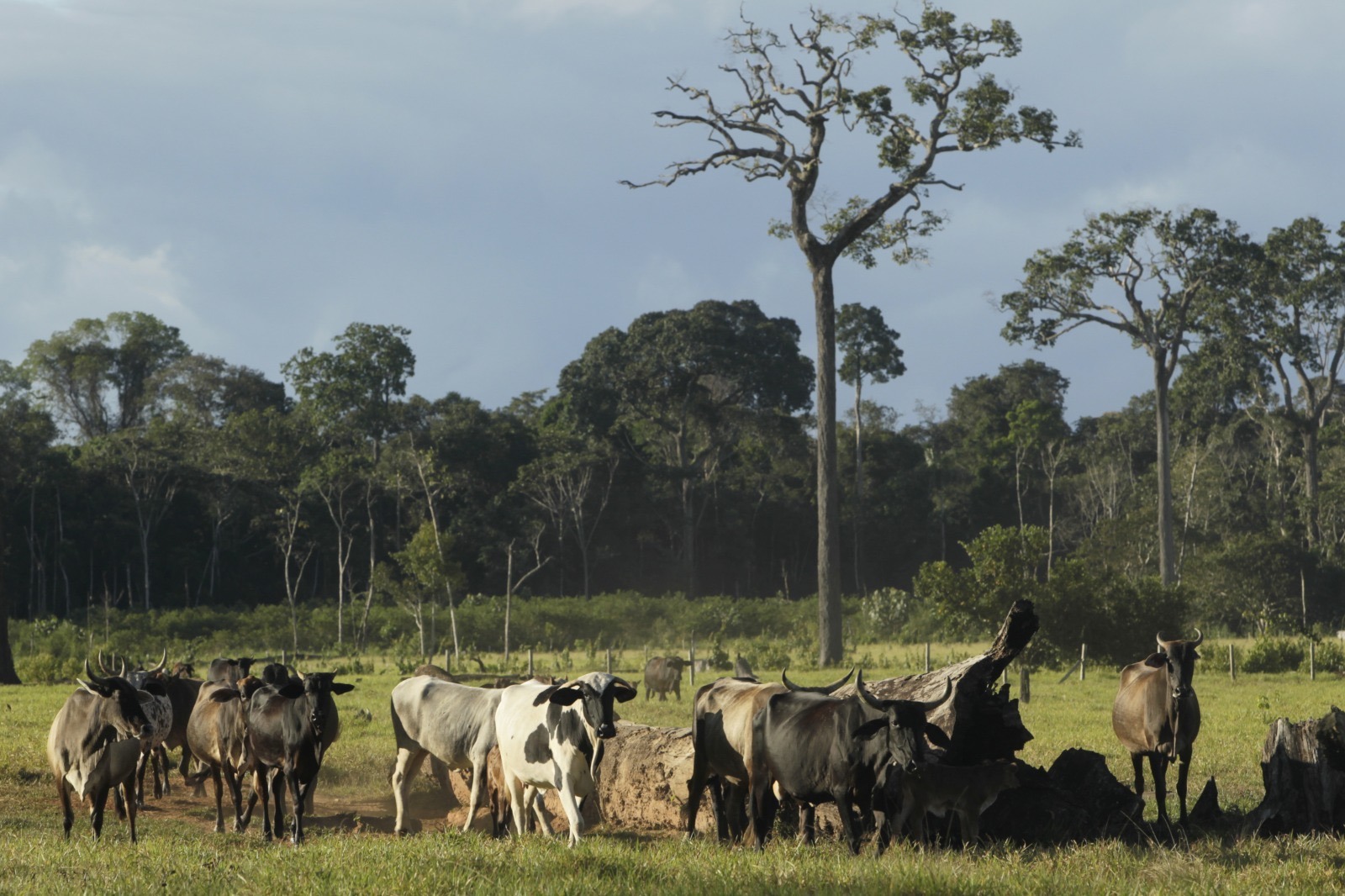 FAMILIAS TRANSFORMAN LA GANADERÍA PARA  PROTEGER LA BIOVIDERSIDAD EN MADRE DE DIOS