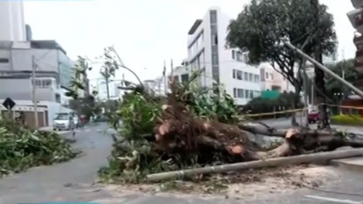 Caída de árbol deja dos heridos