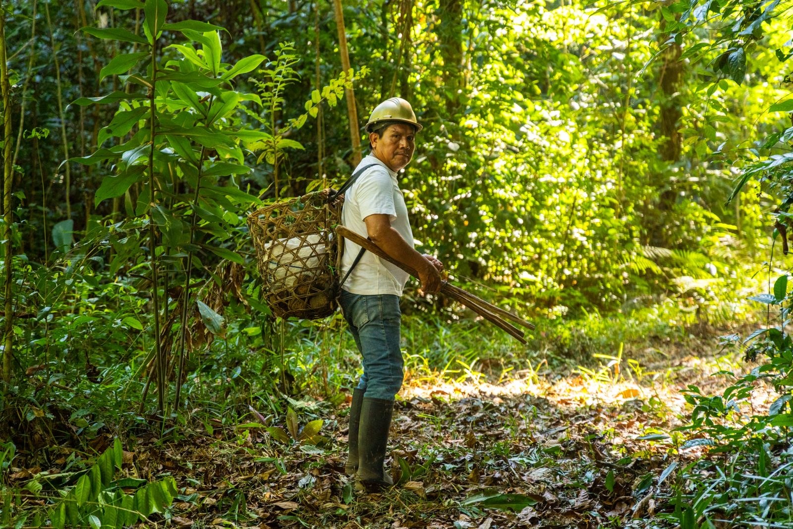 Madre de Dios: recolección de castañas sostiene la economía de 20 mil familias y protege la Amazonía