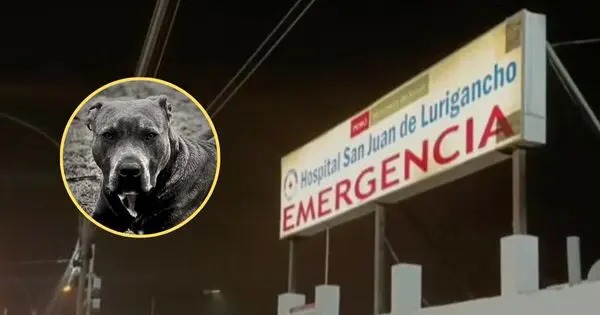 SJL: Bebé muere tras ataque de dos pitbull