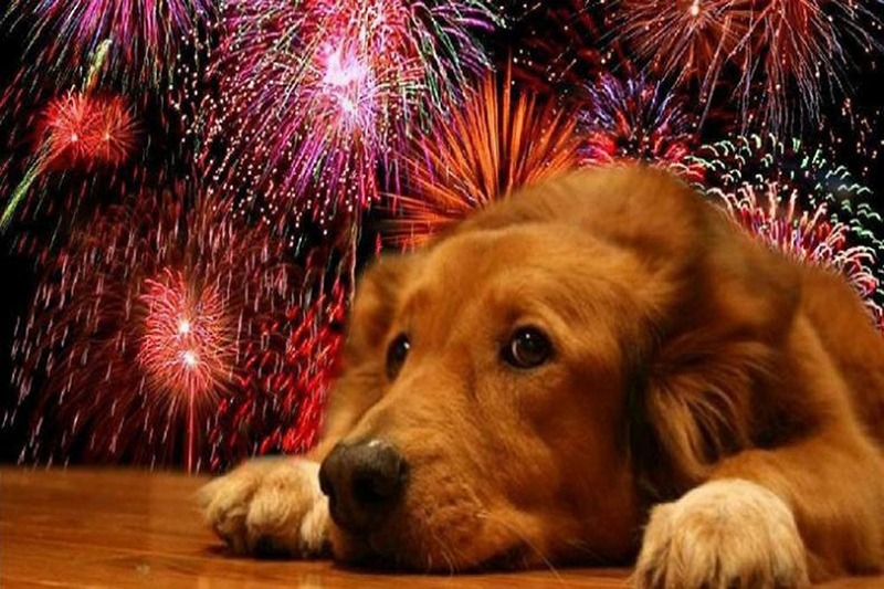 ¿Cómo cuidar a tu mascota de los ruidos de los fuegos artificiales en Año Nuevo?  Esto dicen los expertos