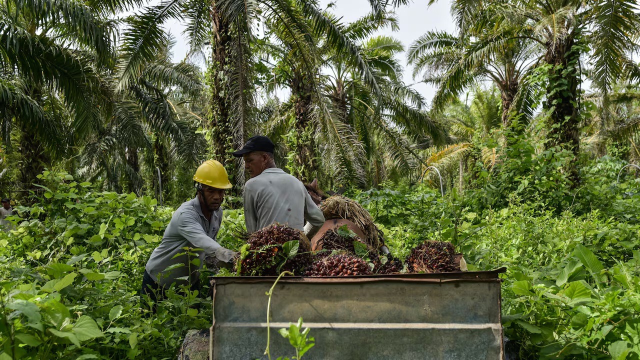 Palmicultores se reúnen hoy con el viceministro de Hidrocarburos